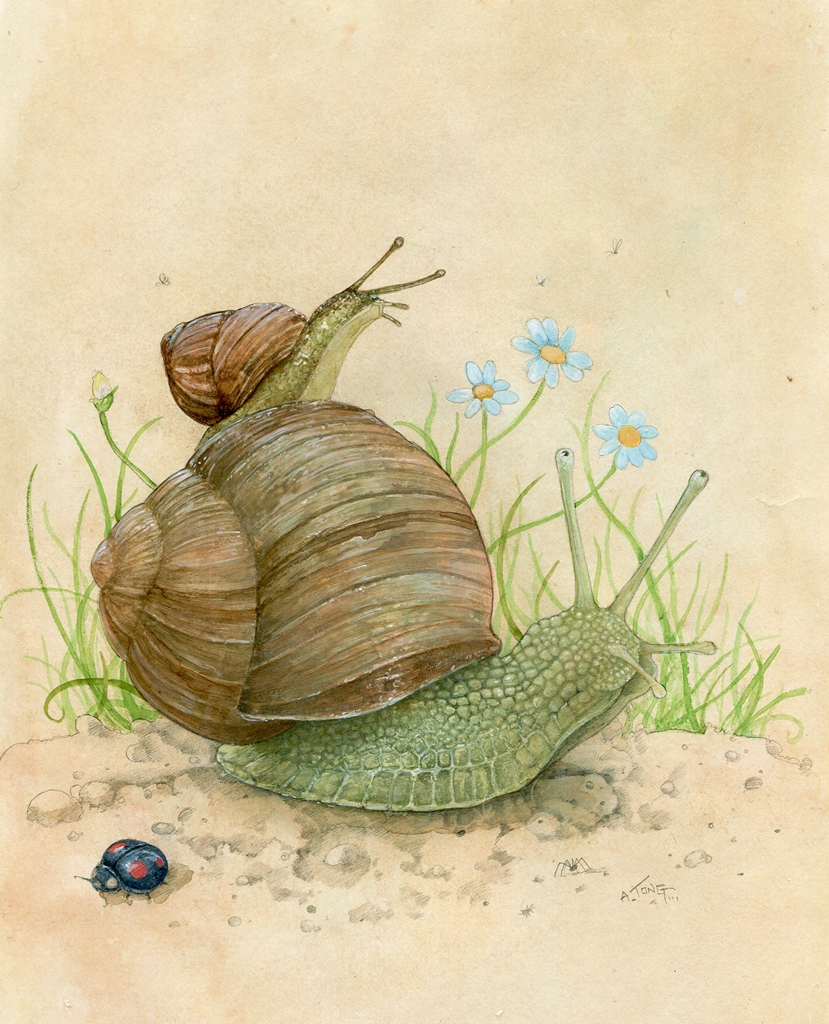 Watercolour painting of a Cornu aspersum or garden snail with a little snail perched on top